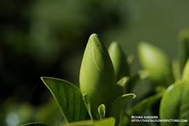 Digital Flower Pictures Com Gardenia Buds