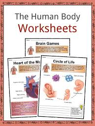 Printable worksheets illustrating body click on the thumbnails to get a larger, printable version. The Human Body Facts Worksheets Key Systems For Kids