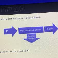 Light Dependent Reactions