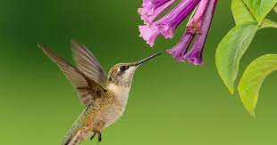 50 Plants To Attract Hummingbirds