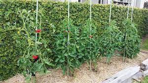 tomato plant supports