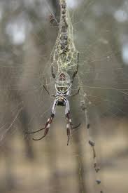 the spider that weaves gold western