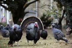 are-turkeys-the-dumbest-animal