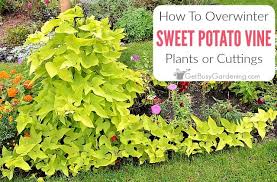overwinter sweet potato vines indoors