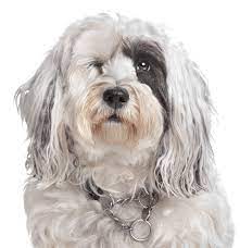 The tibetan terrier is a shaggy dog with a pleasant personality. Tibetan Terrier Puppies For Sale Adoptapet Com