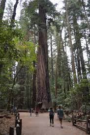 Its historical significance and stunning scenery draw travelers from all around the globe. Henry Cowell Redwoods Sp