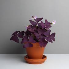 My first attempt at gardening started with houseplants. Pflanze Oxalis Tringularis Online Kaufen Indoor Flowering Plants Common House Plants Tropical House Plants