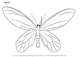 how to draw a birdwing erfly