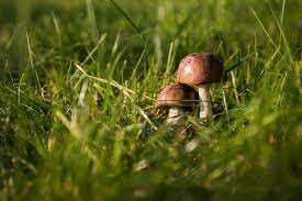 get rid of mushrooms in your lawn