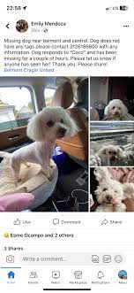lost dog poodle in chicago il lost