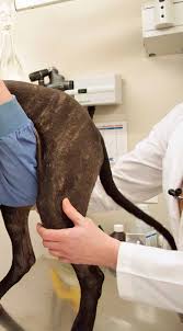 Rankin veterinary clinic nash tx. 2