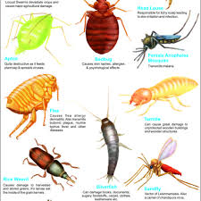 Insects Lessons Tes Teach