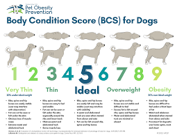 pet condition scoring