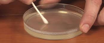 growing bacteria in petri dishes