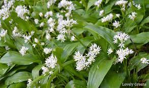 How To Forage For Wild Garlic A
