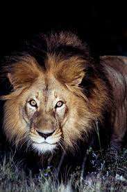 553 best King of the jungle images on Pinterest