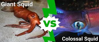 giant squid vs colossal squid what s