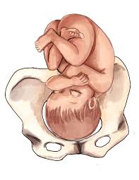 The Ultimate Guide To Baby Position In The Womb Natural