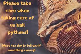 complete ball python care guide free