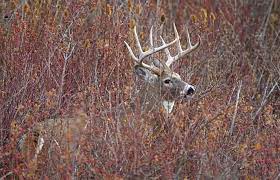 Finding Public Land Buck Bedding Areas
