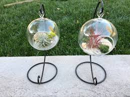Hanging Glass Globe Terrarium With Air