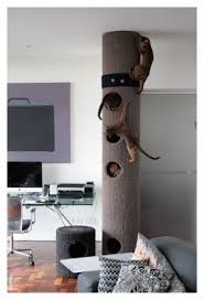 Indoor Cats By Cat Behaviourist