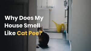 what else smells like cat tips
