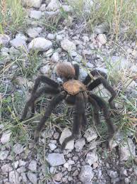 Camel spiders are not spiders, and they don't eat camels — or people. Field Guide To Spiders And Scorpions Amistad National Recreation Area U S National Park Service