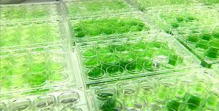 Como cultivar algas para uso de biodiesel