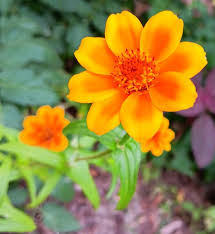 persian carpet zinnia