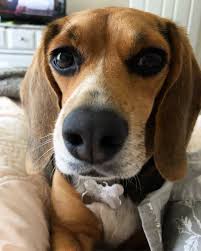 pocket beagles do they really exist