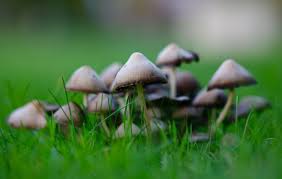 Grass mushroom nature landscape green blue windows 3d abstract warfare plants zombies tree swis. Why Toadstools In Your Lawn Are Nothing To Worry About Premier Lawns