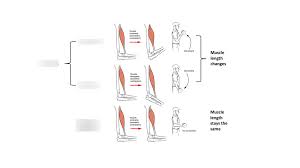 isometric muscle groups diagram quizlet
