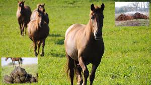 horse manure management using horse