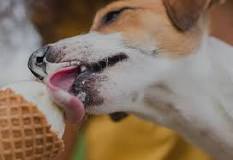 can-dogs-eat-cherry-ice-cream