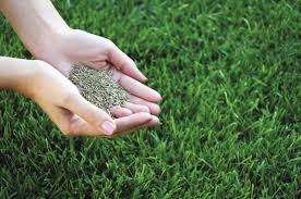 Continue to water it frequently, about three to four times daily for the first several weeks, to help the seeds germinate. Overseeding Your Lawn Capital Landscaping