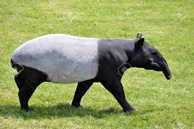 Resultado de imagem para tapirus indicus