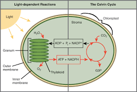 Photosynthesis Review Article Khan