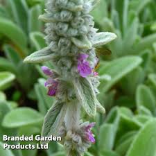 stachys lanata thompson morgan