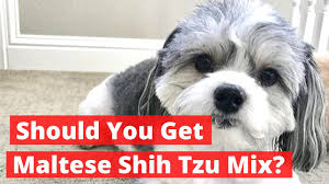 should you get maltese shih tzu mix