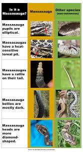 snake id masauga research