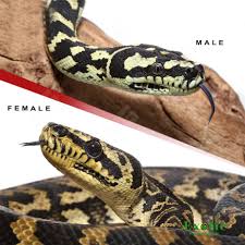 jungle carpet python exotic reptiles