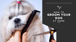 Place your dog on the haircutting area and tie the leash on the pole. How To Groom Your Dog At Home Actual Tips 2021 Sitstay