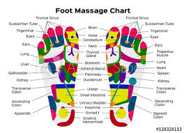 Stock Vector Illustration Foot Reflexology Chart With