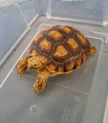 Tortuga In The Bath You Can Tell Hes Having A Growth Spurt