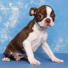 boston terrier puppy adopted in ta