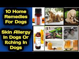 dog itching or skin allergies