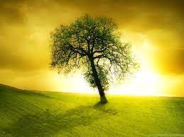 Lonely Beautiful Tree Ipad Wallpapers ...