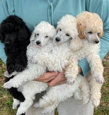 available puppies byrequest poodles