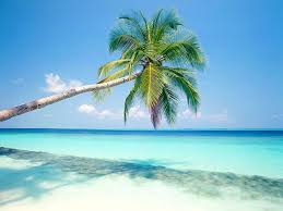 500 palm tree wallpapers wallpapers com